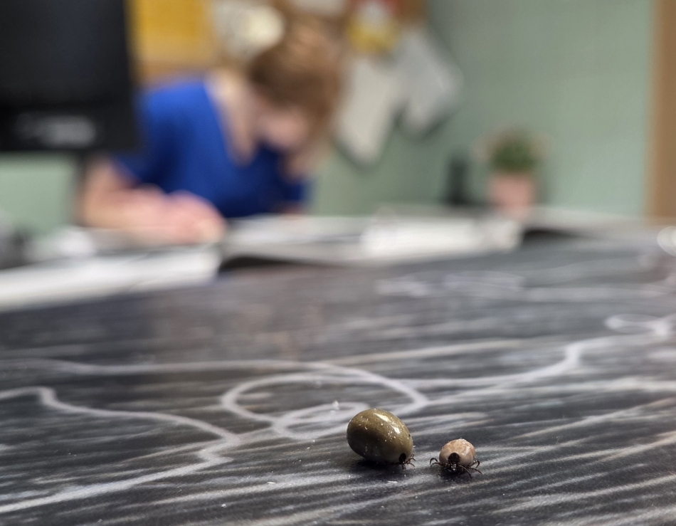 Jak skutecznie zabezpieczyć psa i kota przed kleszczami?