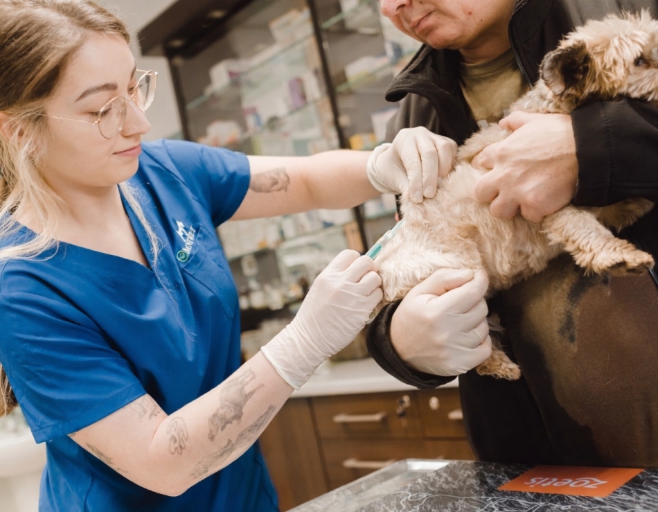 Szczepienie psów przeciwko leptospirozie – skuteczna ochrona zdrowia i życia.